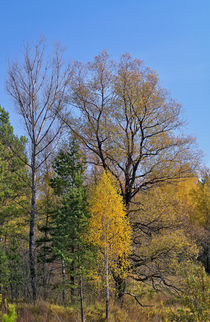 Autumn. Forest. Silhouette von mnwind