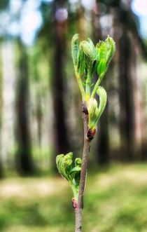 Spring. Forest. Leaf von mnwind