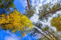 Fall. Forest. Sky. von mnwind