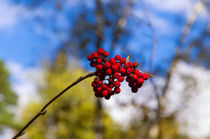 FAll. Forest. Berry. von mnwind