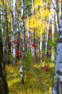 Fall. Forest. Rowan. by mnwind