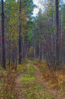 Fall. Forest. Road. von mnwind