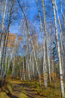 Fall. Forest. Road. von mnwind