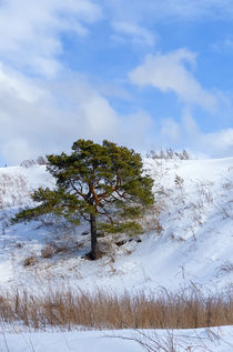 Winter. Pine. Sky. by mnwind