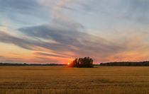 Field. Evening. Sun. von mnwind