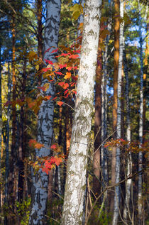 Fall. Forest. Branch by mnwind