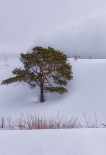 Winter. Pine. Cloud. von mnwind