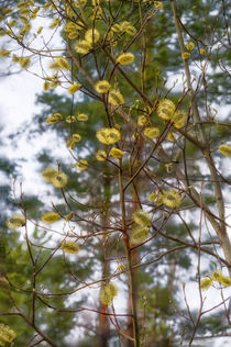 Spring. Forest. Leaves by mnwind