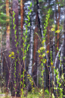 Spring. Forest. Leaves by mnwind