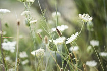 Daucus Carota von Henk Bouwers