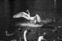 Landing swan von Jessy Libik