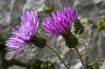 Wild purple Thistle by captainsilva