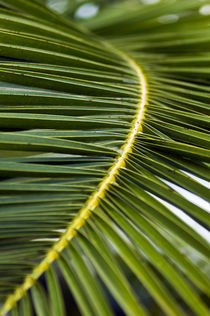 GREEN PALM  von captainsilva