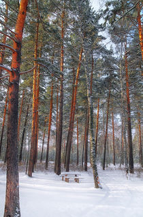 Winter. Forest. Bench von mnwind