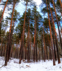 Winter. Forest von mnwind