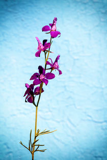 Purple Delphinium and Blue Obscurity Print by John Williams