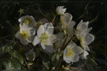 Christrose - helleborus niger by Chris Berger