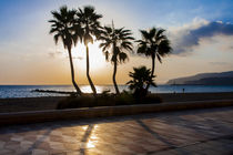 palm trees along the beach promenade of Almeria, southern Spain, Andalusia von Jessy Libik