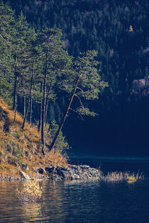 [:] PINE TREES [:] von Franz Sußbauer