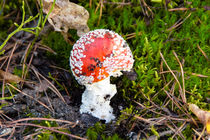 The Fly agaric mushroom by mnfotografie