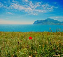 Poppy field by Yuri Hope