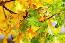 The leaves at the Tree by mnfotografie