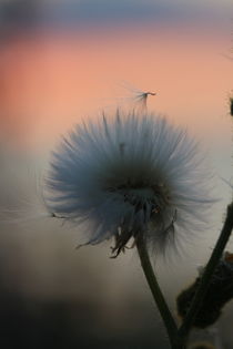 Wollgras im Sonnenuntergang  /  Wool grass in the sunset von Simone Marsig