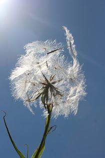 Löwenzahl / Pusteblume im Sonnenschein by Simone Marsig