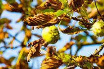 Kastanien am Baum von mnfotografie