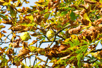 Kastanienbaum von mnfotografie