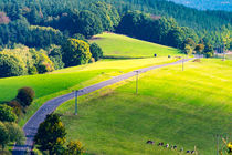 Landstraße durch die Wiese von mnfotografie