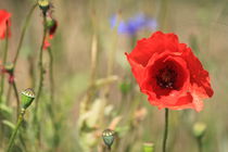 Red poppy in the field von Johannes Singler