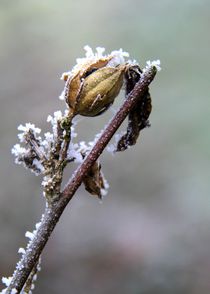 Winterzauber by Photo-Art Gabi Lahl