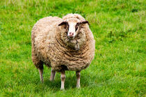 Schaf auf der Weide von mnfotografie