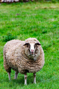 Schaf auf der Wiese von mnfotografie
