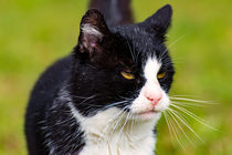 Hauskatze schwarz weiß von mnfotografie