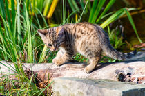 kleine junge Hauskatze 1 by mnfotografie