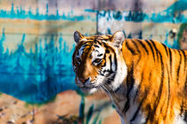 der asiatische Tiger by mnfotografie