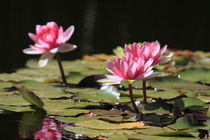 Waterlilies - Seerosen von Johannes Singler