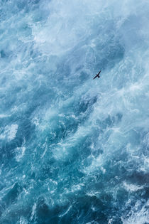 the lonely bird von Lucas  Queiroz