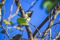 the bird  von Lucas  Queiroz