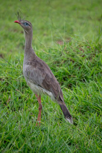 wild bird von Lucas  Queiroz