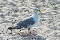 Möwe an der Ostsee von mnfotografie