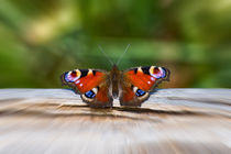 Schmetterling Tagpfauenauge by mnfotografie
