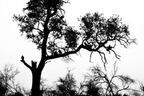 African White-backed Vultures by Graham Prentice