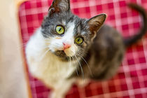 Katze mit grünen Augen by mnfotografie