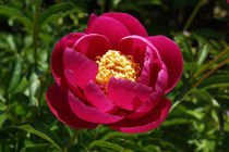 Purpurne Pfingstrose, Peony by Sabine Radtke