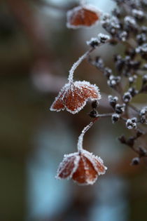 Blätter im Morgenfrost by Simone Marsig