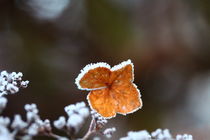  „Tiefgfrorenes Blatt“ 2 von Simone Marsig