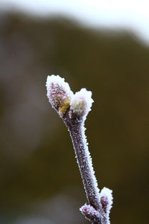 Ein Ästchen mit Knospen im Frost by Simone Marsig